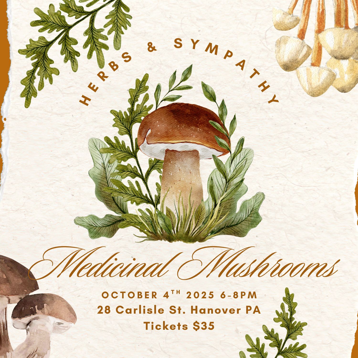 Medicinal Mushrooms by Herbs &amp; Sympathy