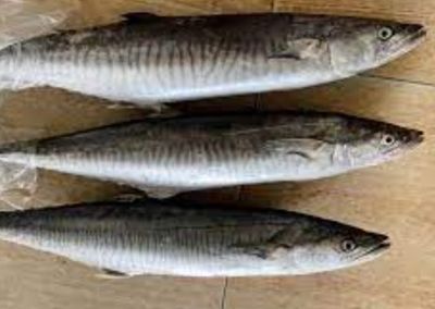 马鲛鱼（400-500）-25LB