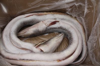 Frozen Eel Conger Pike 22lb*中国海鳗