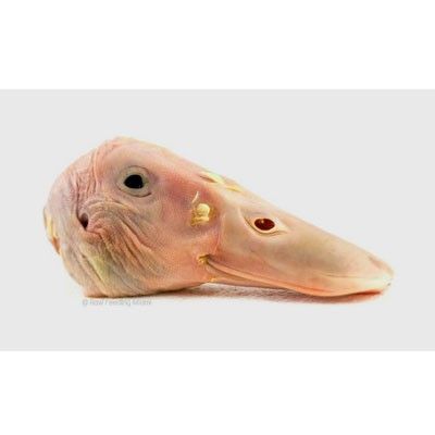 Duck Head Crescent*鸭头