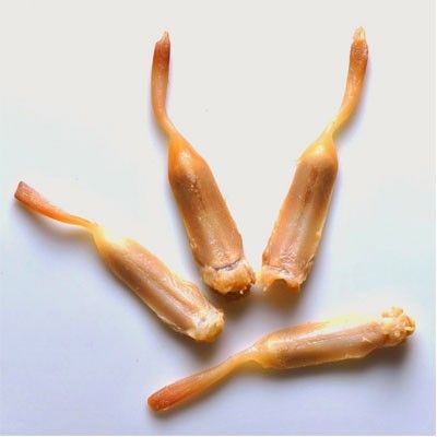 Duck Tongue MapleLeaf*鸭舌