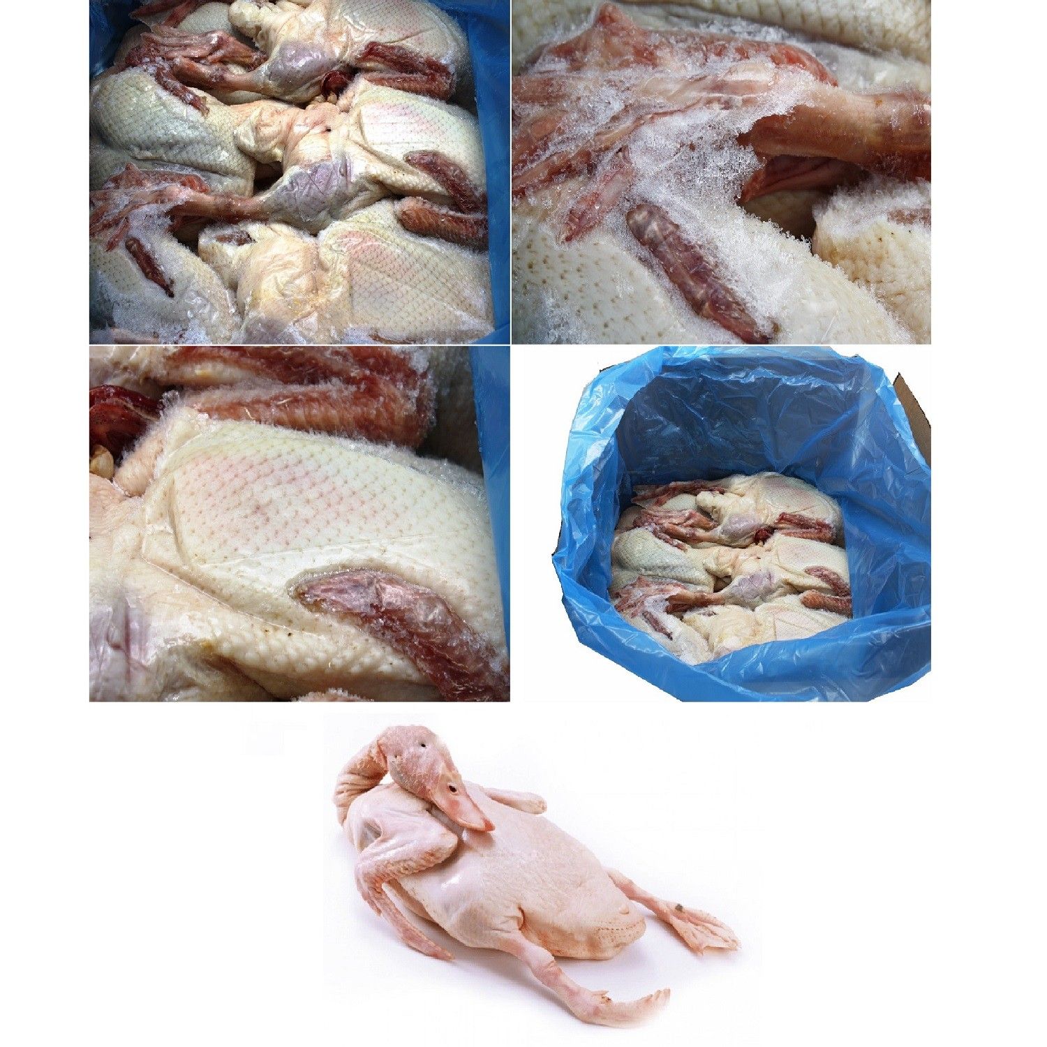 Whole Duck 6 HD 5.5-6lb PM 77755 *有头全鸭