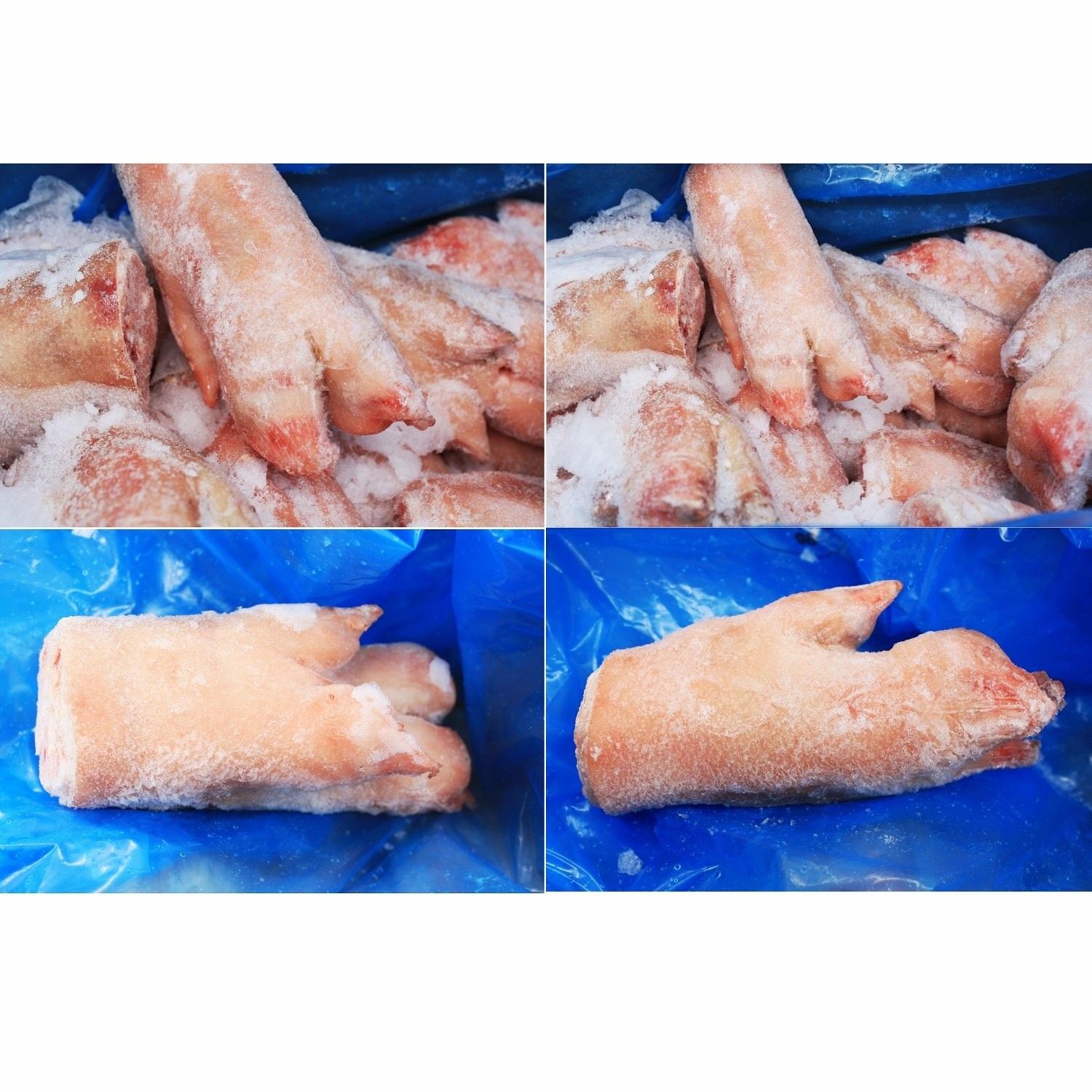 Pork Feet Lancone Conestoga13019*长猪手