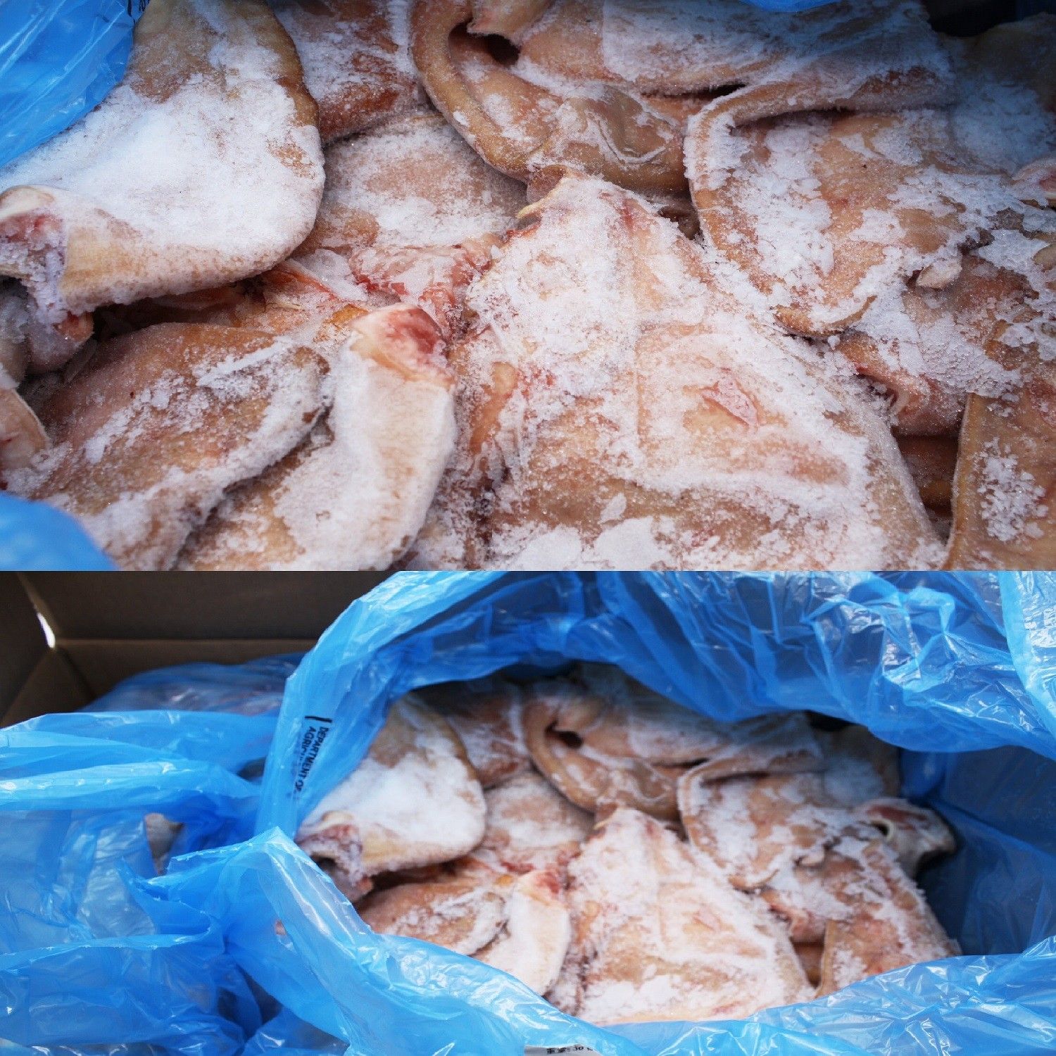 Pork Ear IBP*猪耳/冻