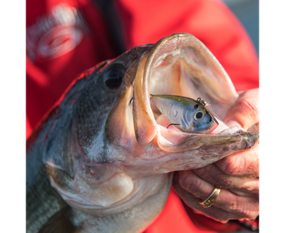 Strike King Red Eyed Shad