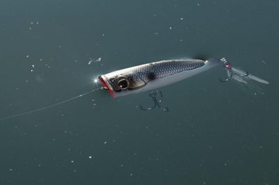 Berkley Bullet Pop