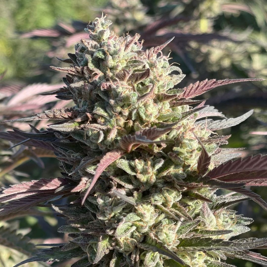 Miracle Vanilla Frosting