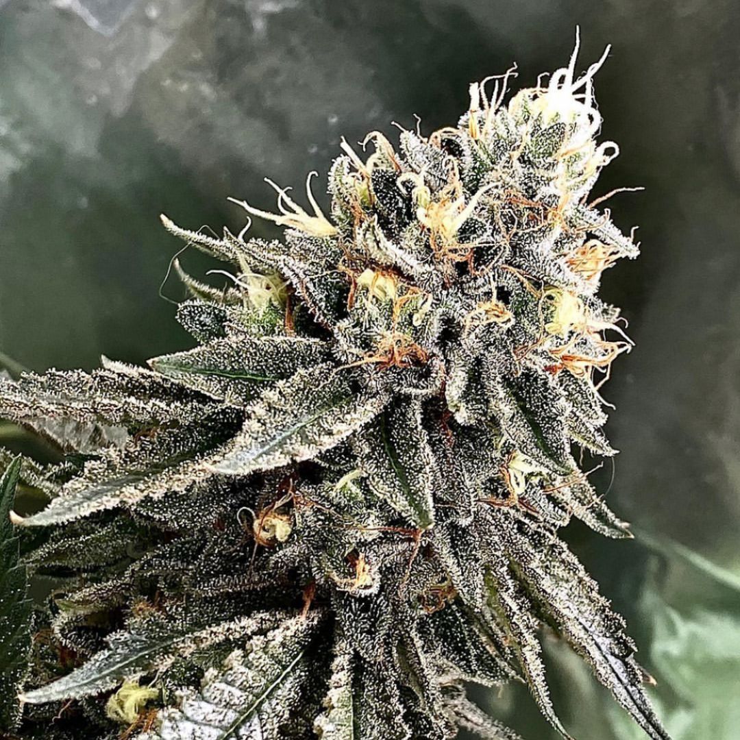 Mr. D's Vanilla Frosting