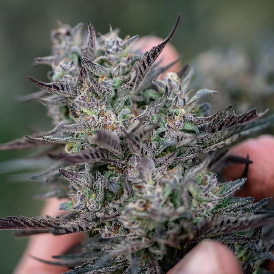 Miracle Lime Frosting