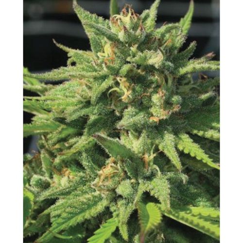 Grow Your Own Garden Pack