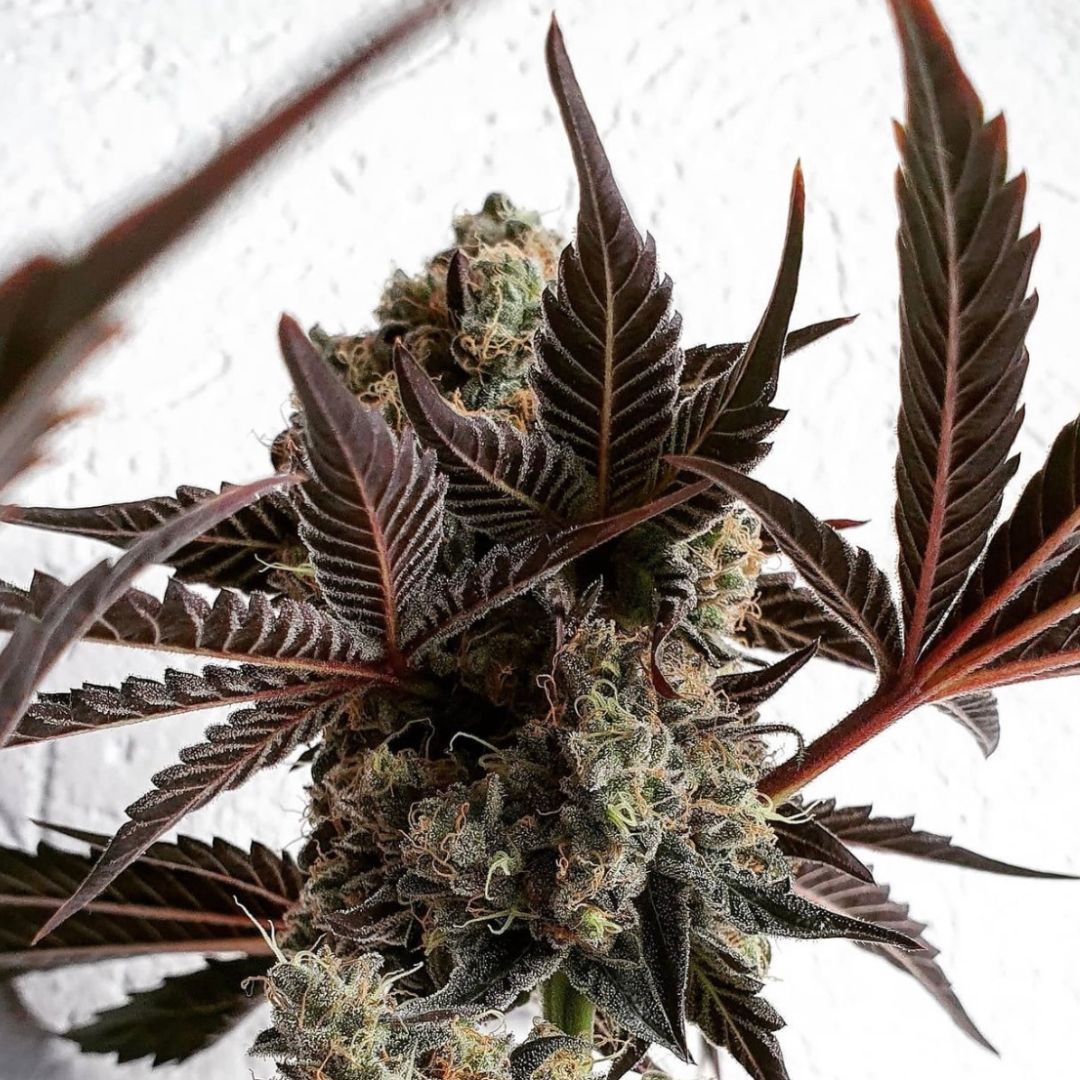 The Bling - Happy Dreams Genetics