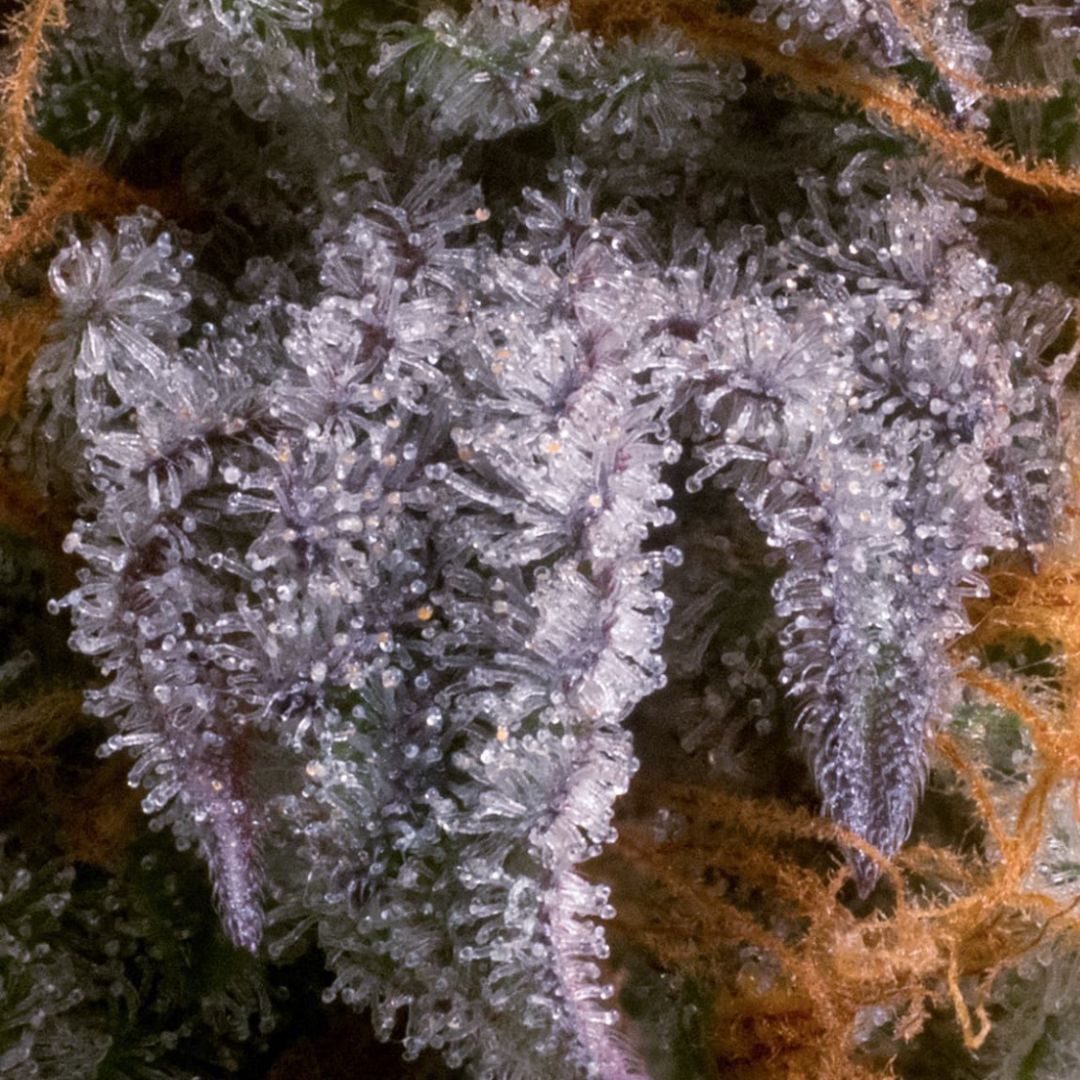 Cherry Frosting Breath