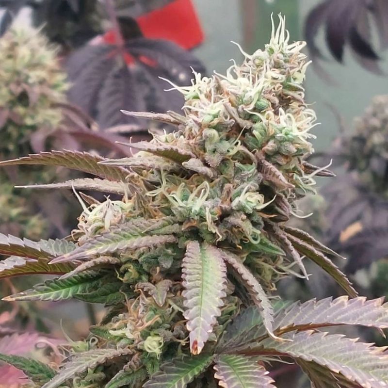 Blueberry Mac Muffins