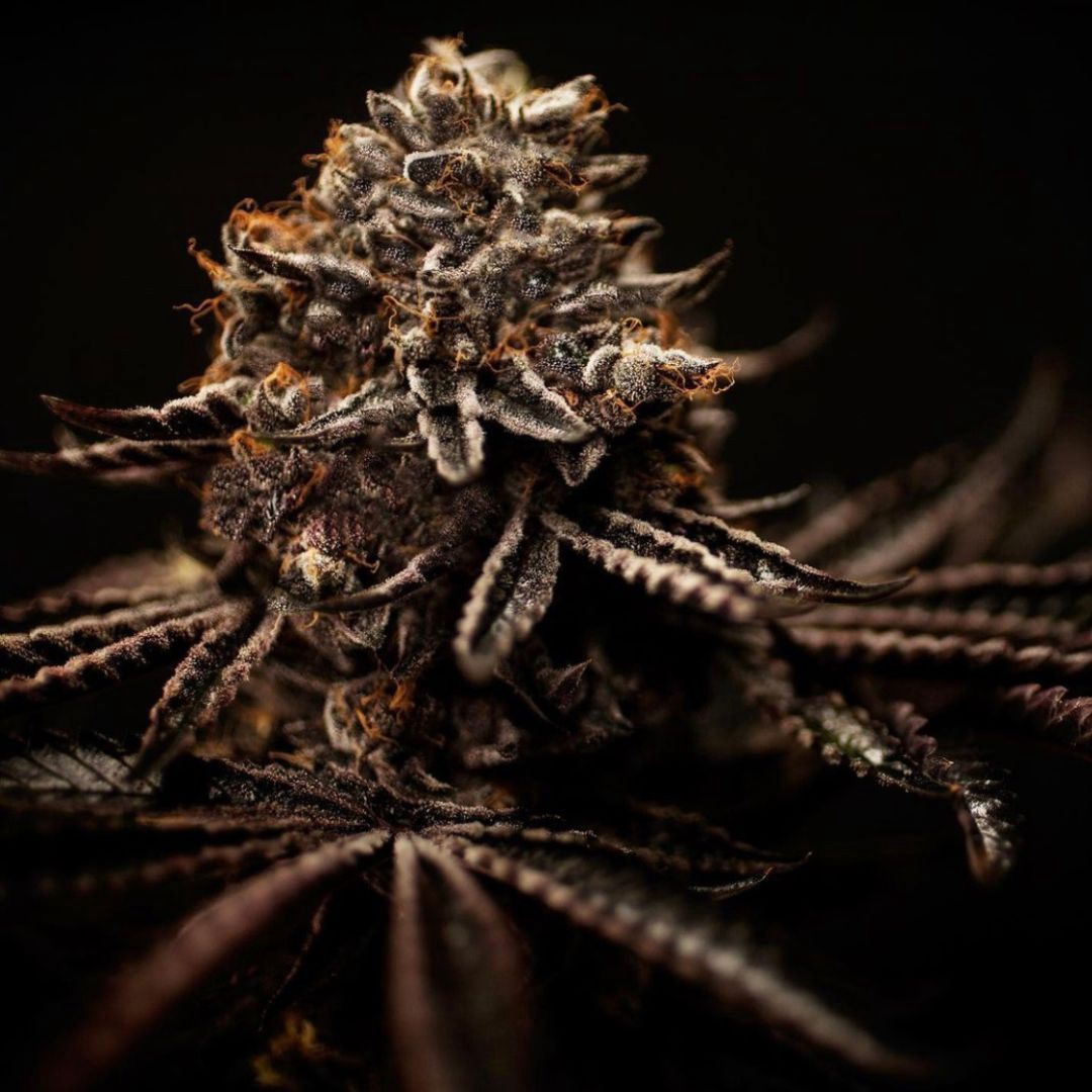 Sunset Sherbert X F2