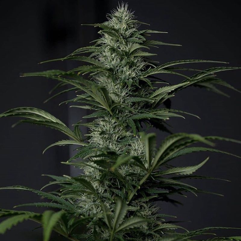 Bubba Kush Autoflower