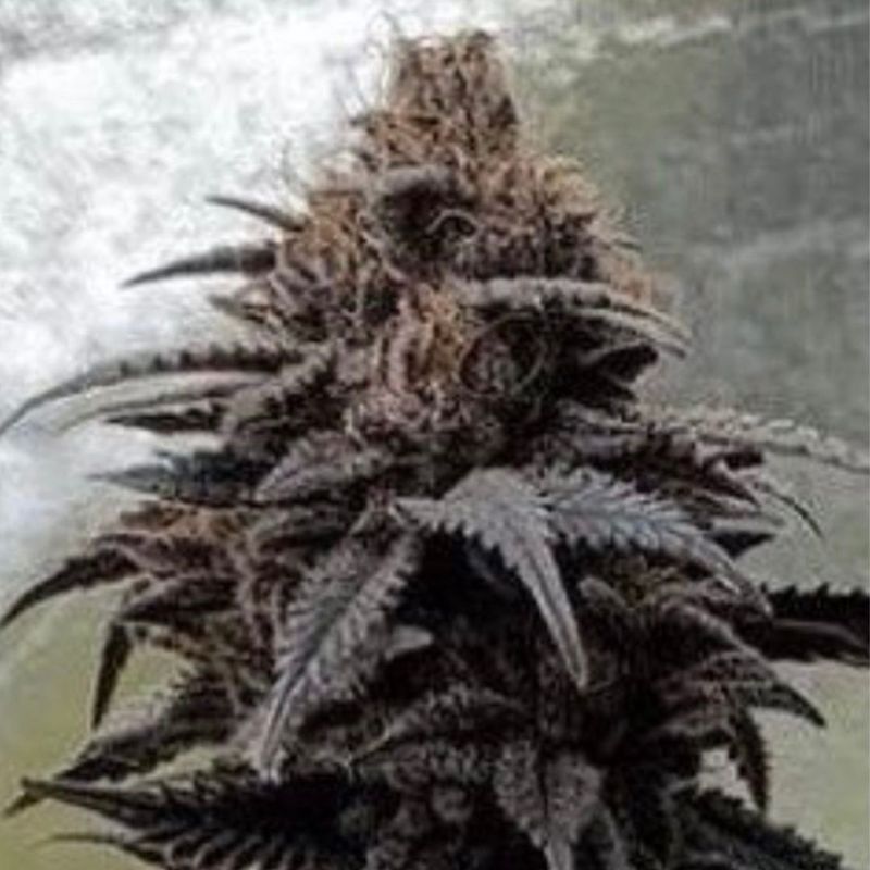 Miracle Apple Frosting