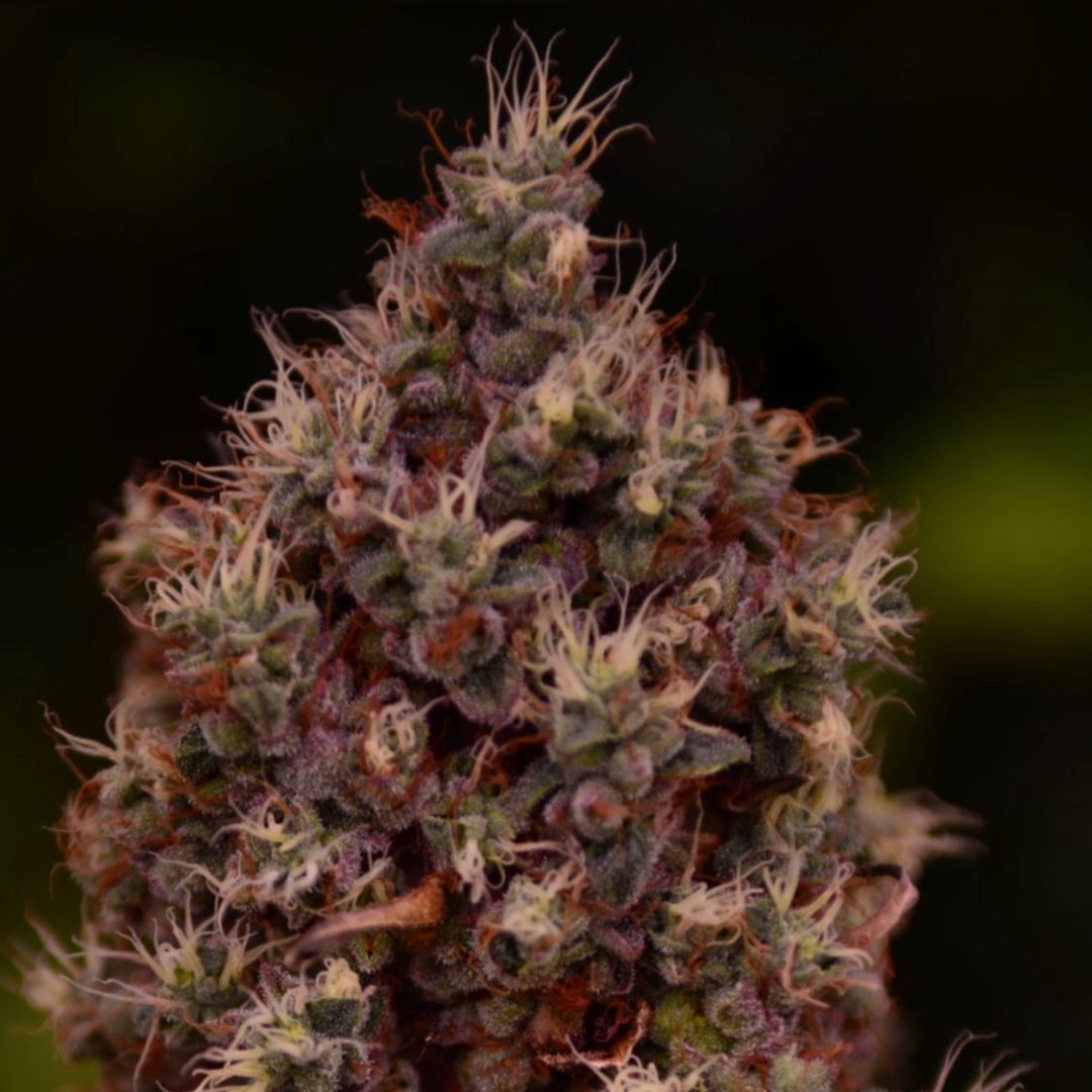 Miracle Cherry Frosting