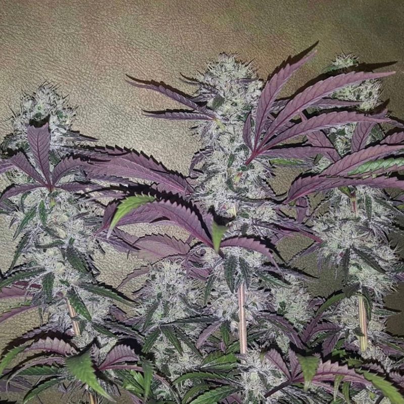 Miracle Gelato Frosting