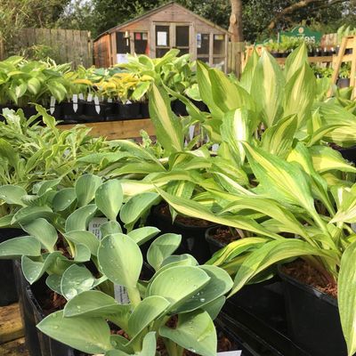 Hostas