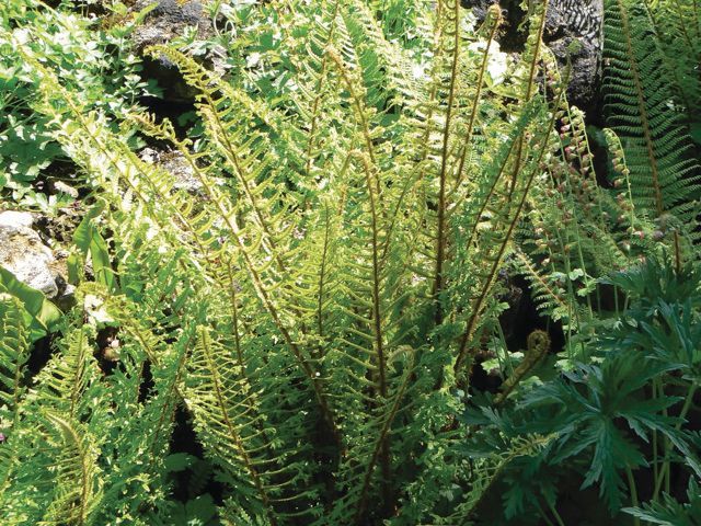 Semi-evergreen Ferns