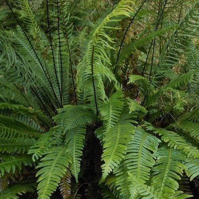 Evergreen Ferns