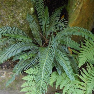 Deciduous Ferns