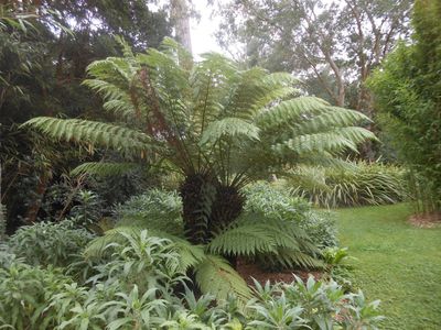 Tree Ferns