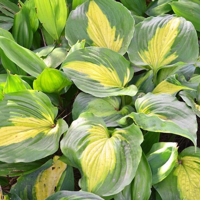Sun Tolerant Hostas