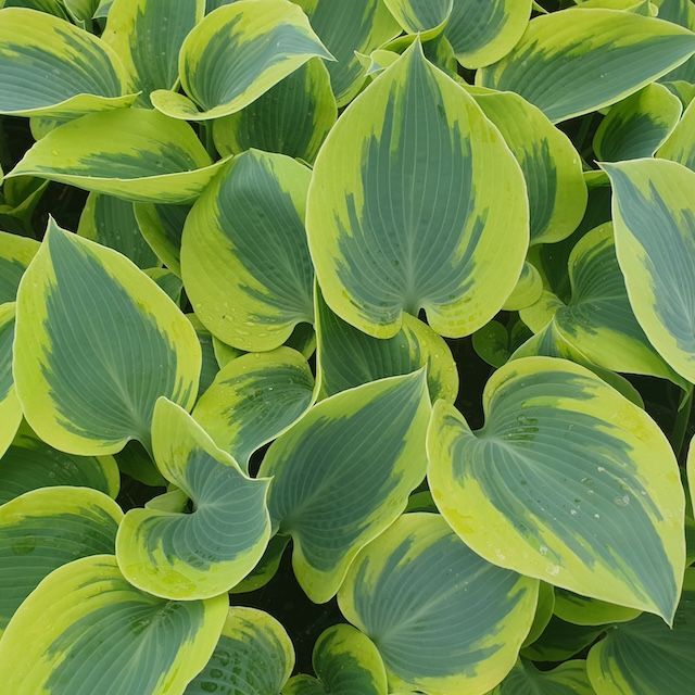 Slug Resistant Hostas
