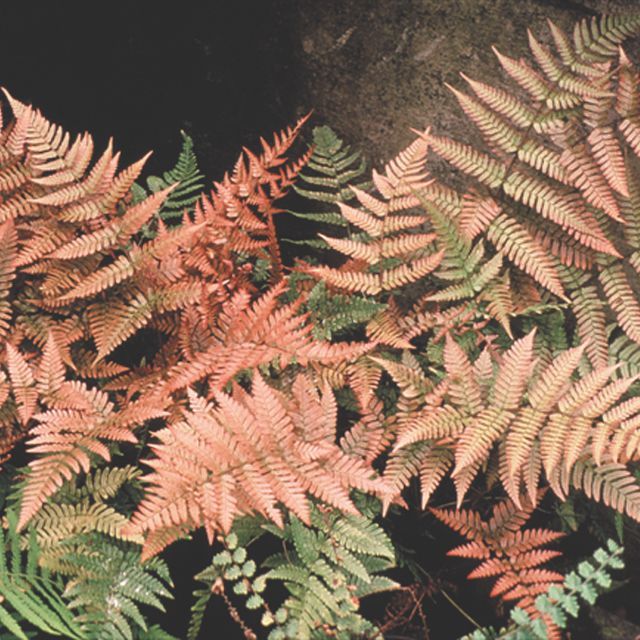 Fern Dryopteris erythrosora 'Brilliance'
