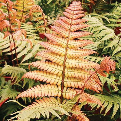 Fern Dryopteris lepidopoda