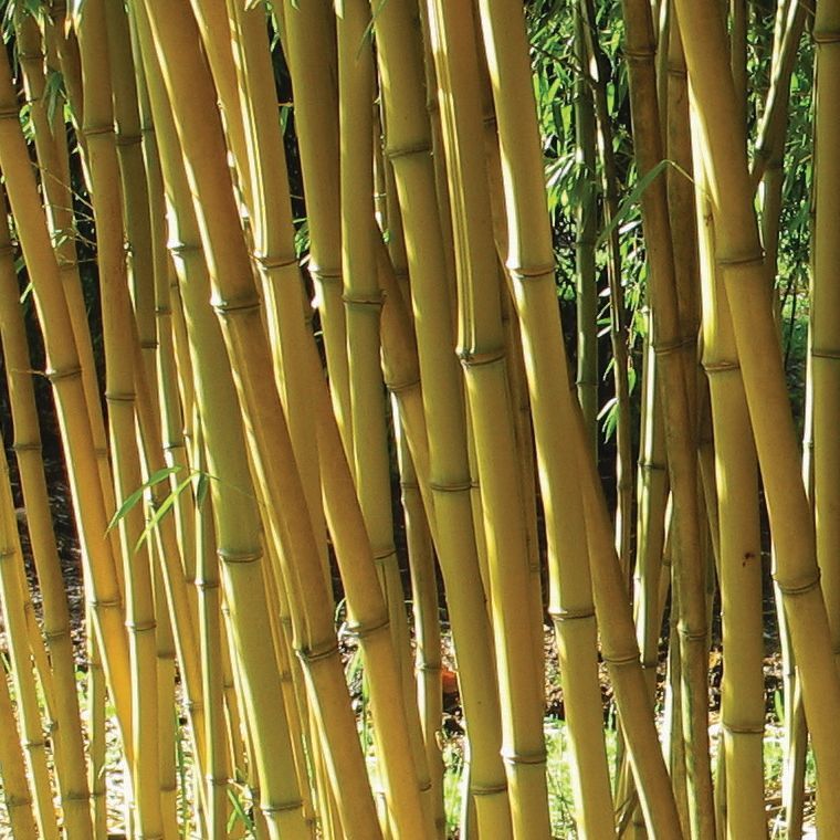Bamboo Phyllostachys aureosulcata 'Aureocaulis'
