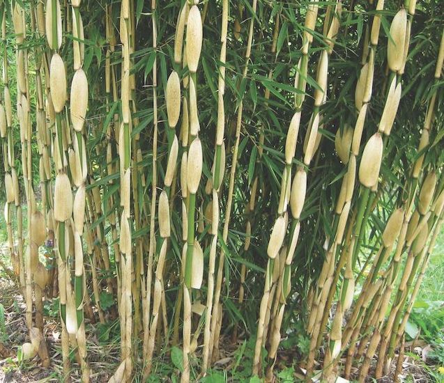 Bamboo Fargesia robusta 'Campbell'