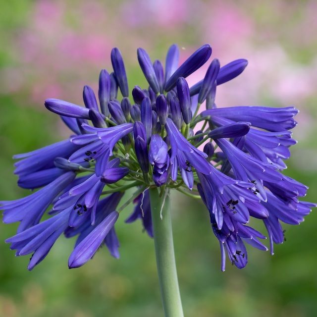 Agapanthus 'Hanneke' Agapanthus 'Hanneke'