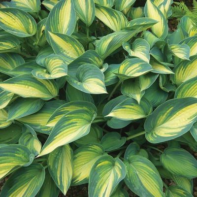 Hosta 'June' ®