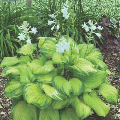 Hosta 'Stained Glass'