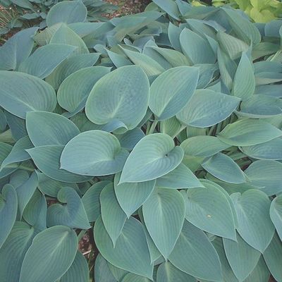 Hosta 'Halcyon'