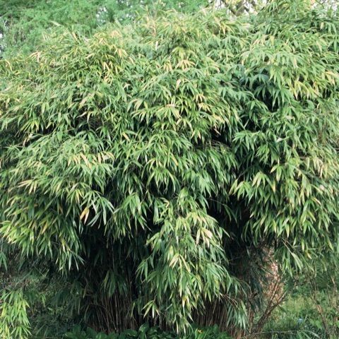 Bamboo Pseudosasa japonica 'Arrow Bamboo'