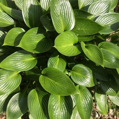 Hosta 'Devon Green'