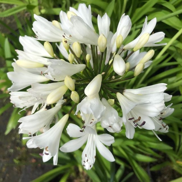 Agapanthus 'Wedding Day'