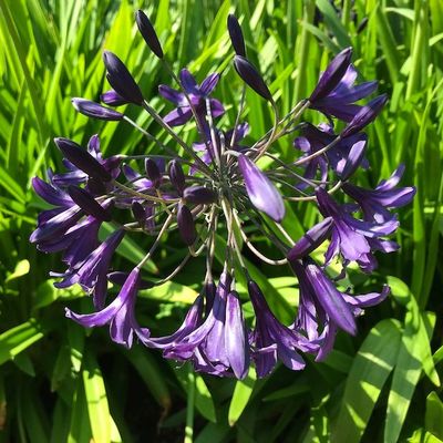 Agapanthus 'Indigo Dreams'