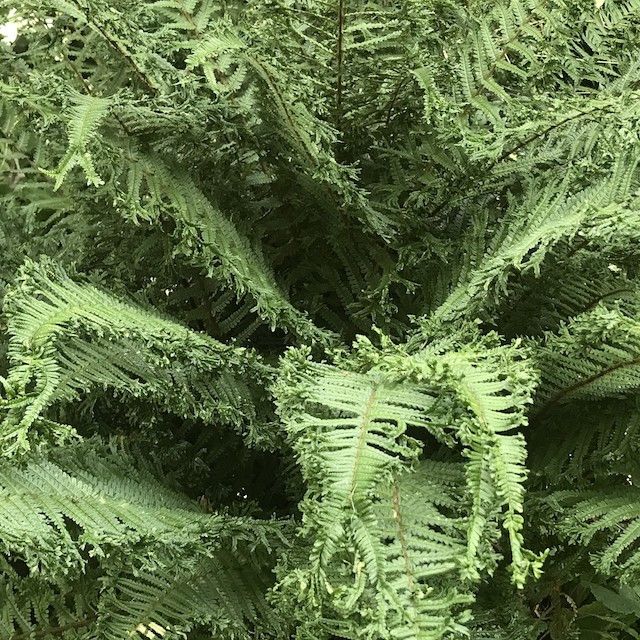 Fern Dryopteris affinis 'Cristata' (The King)