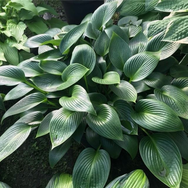 Hosta 'Devon Green'