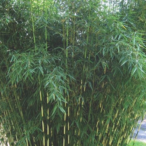 Bamboo Fargesia robusta 'Campbell'