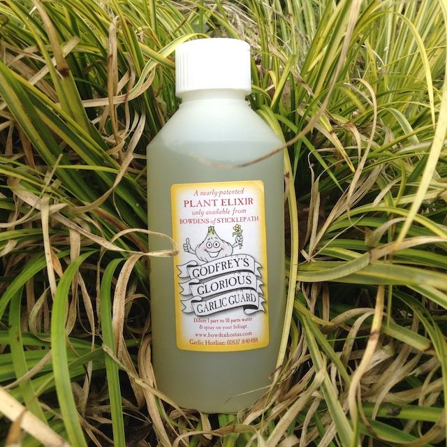 Godfrey's Glorious Garlic Guard