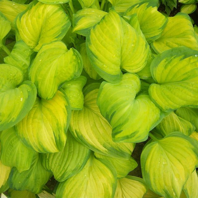 Hosta 'Stained Glass'