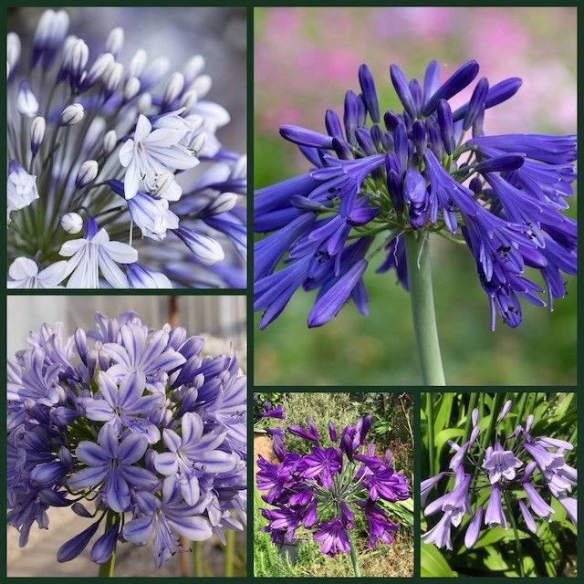 Agapanthus by Colour