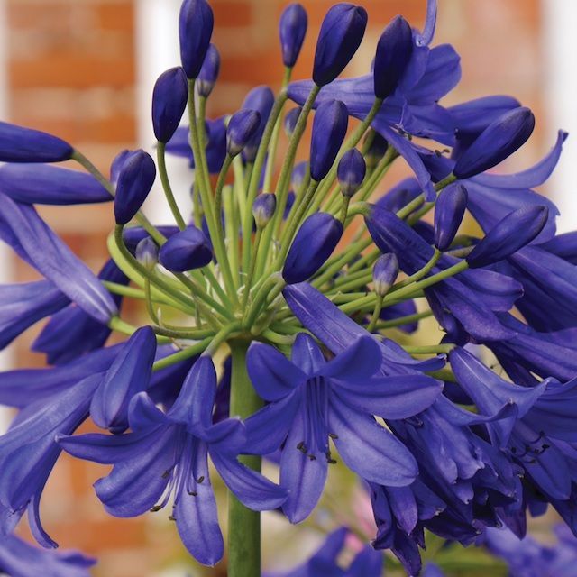 Blue Flowered Agapanthus