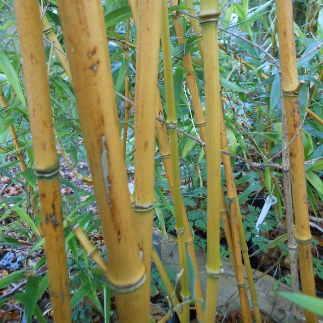 Bamboo Phyllostachys aurea