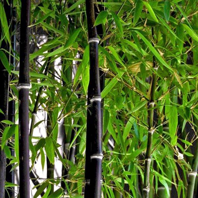 Bamboo Phyllostachys nigra